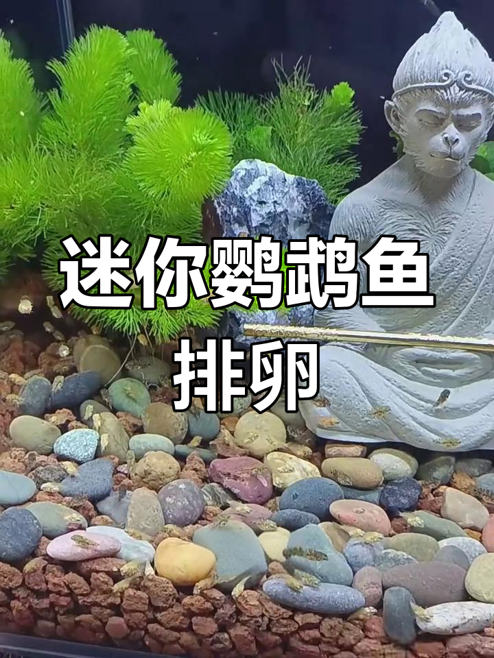 迷你鹦鹉鱼苗分缸,大鱼排卵全过程揭秘