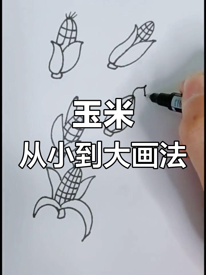 小玉米成长记:从种子到丰收的简笔画过程