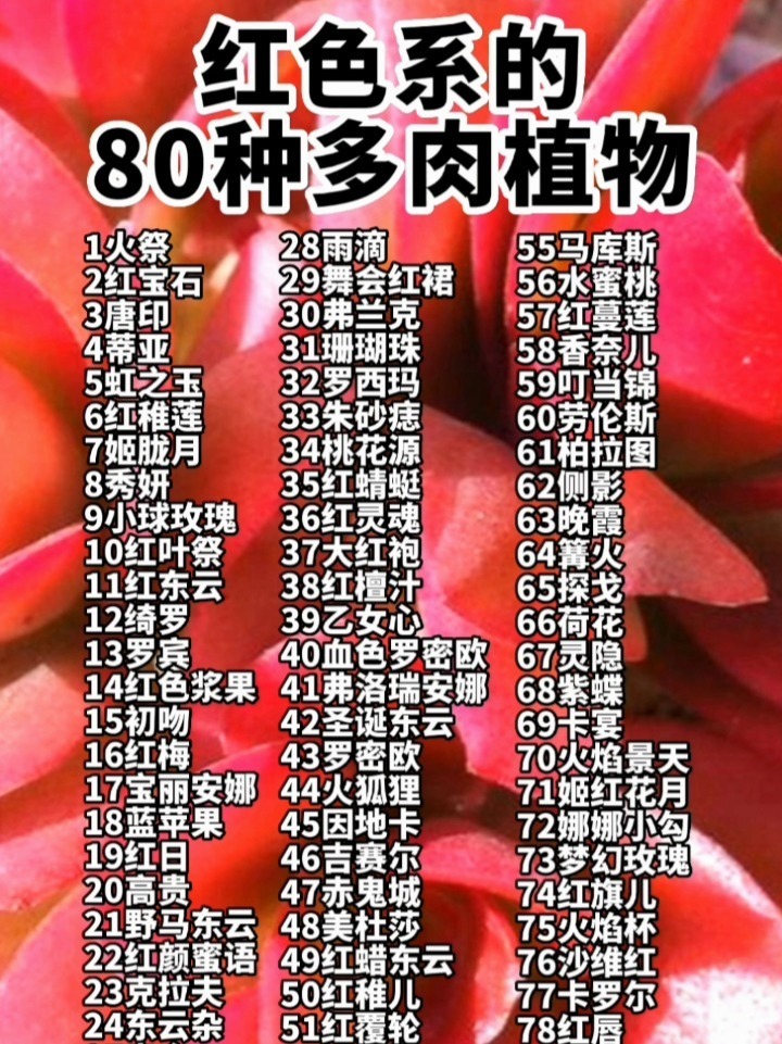 红色系的80种多肉植物