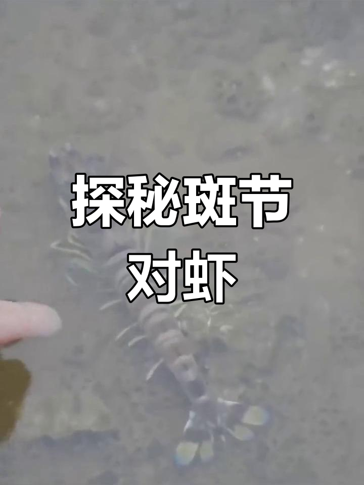 斑节对虾:海洋生物的瑰宝,了解这种美味大虾