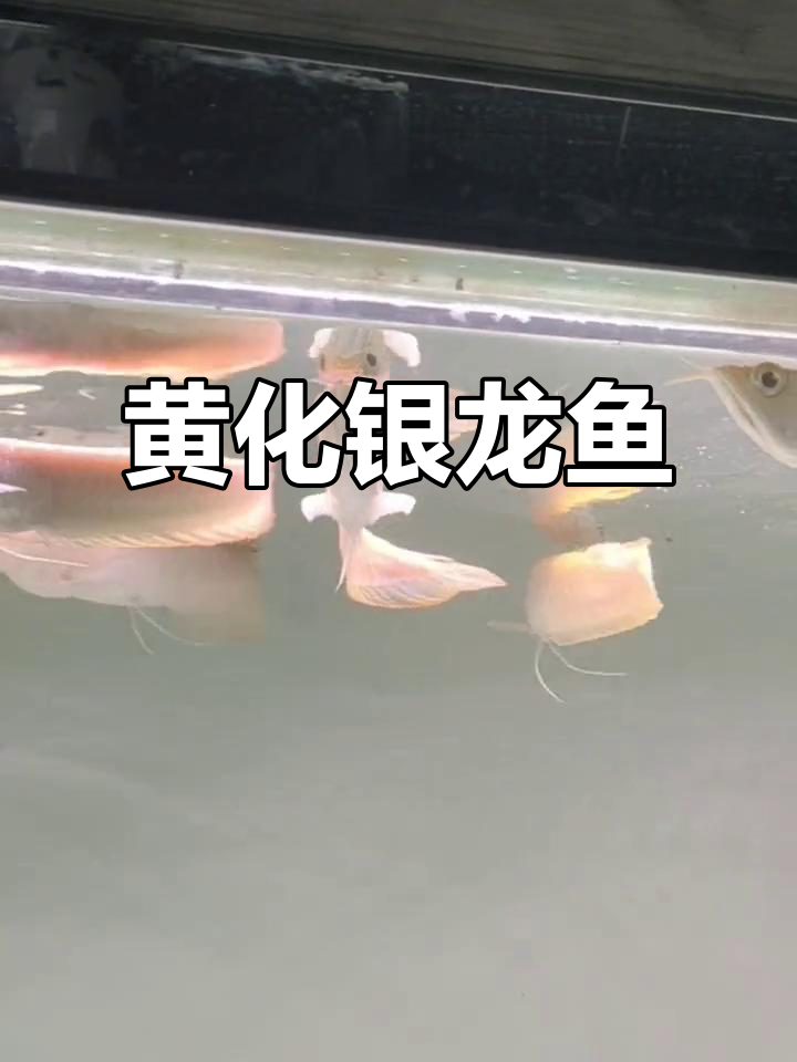 黄化银龙鱼:观赏与水族魅力