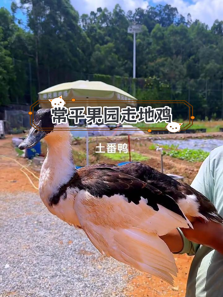 东莞常平科普园果园走地鸡,覆盖多个镇区
