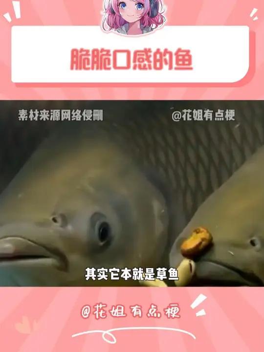 脆皖鱼,一种脆脆口感的鱼