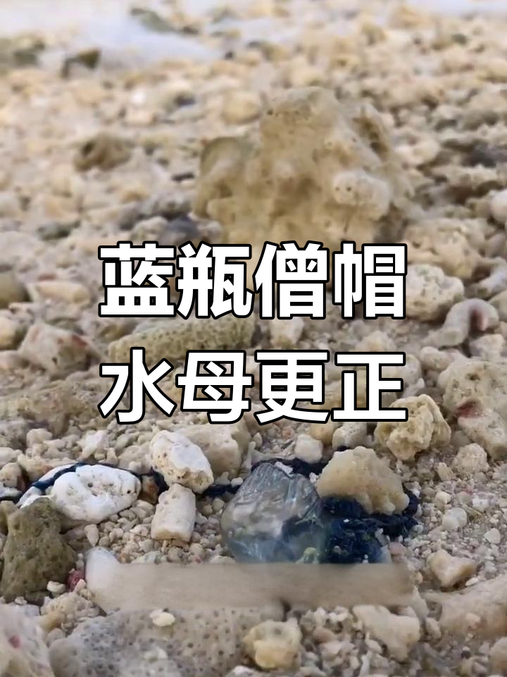 蓝屏僧帽水母已废除,原来是这样!