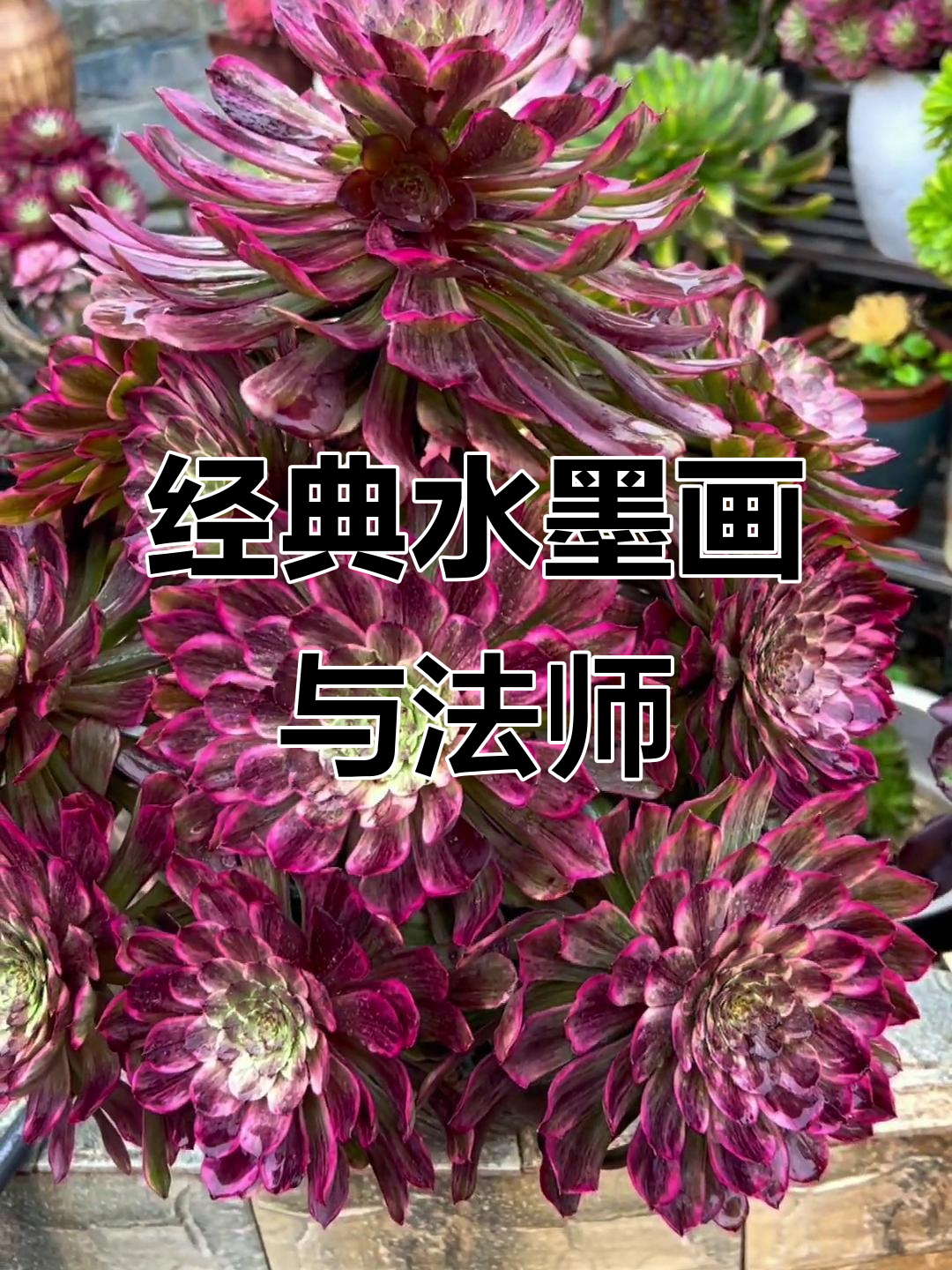水墨画中的法师与多肉，一花一草皆有禅意