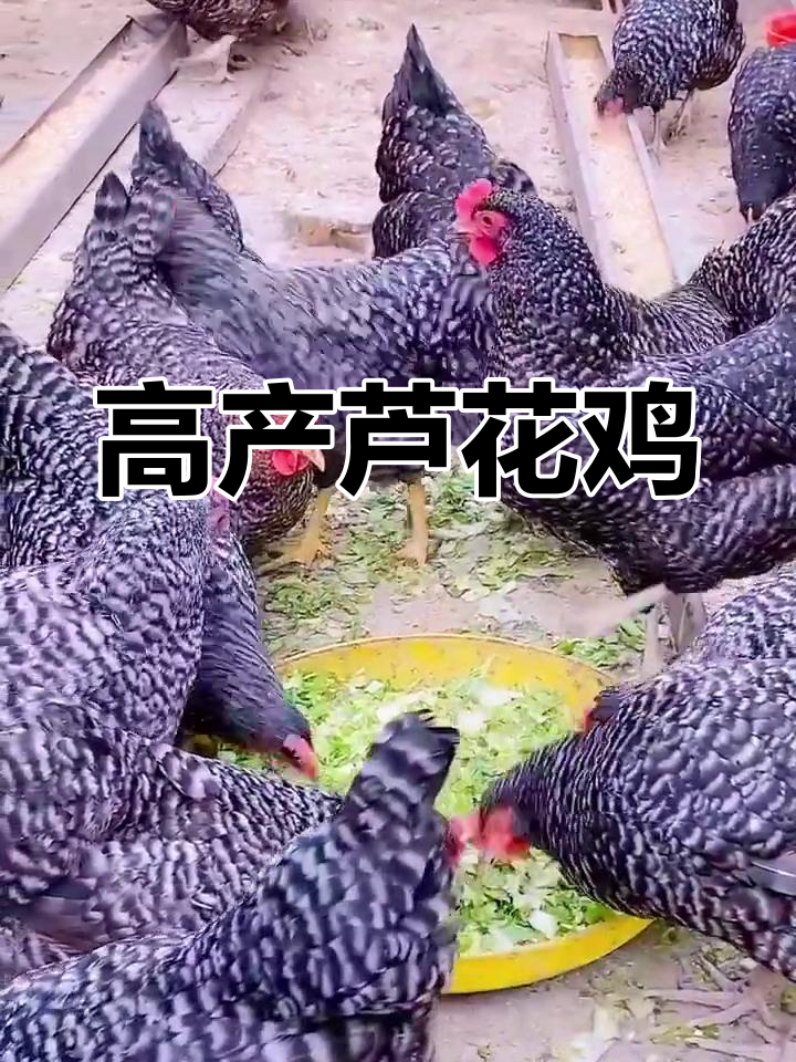 芦花鸡:高产蛋率,耐粗食的生态散养土鸡