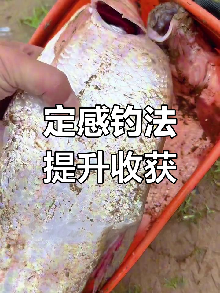 降温后钓鱼技巧:定杆钓法提升鱼获