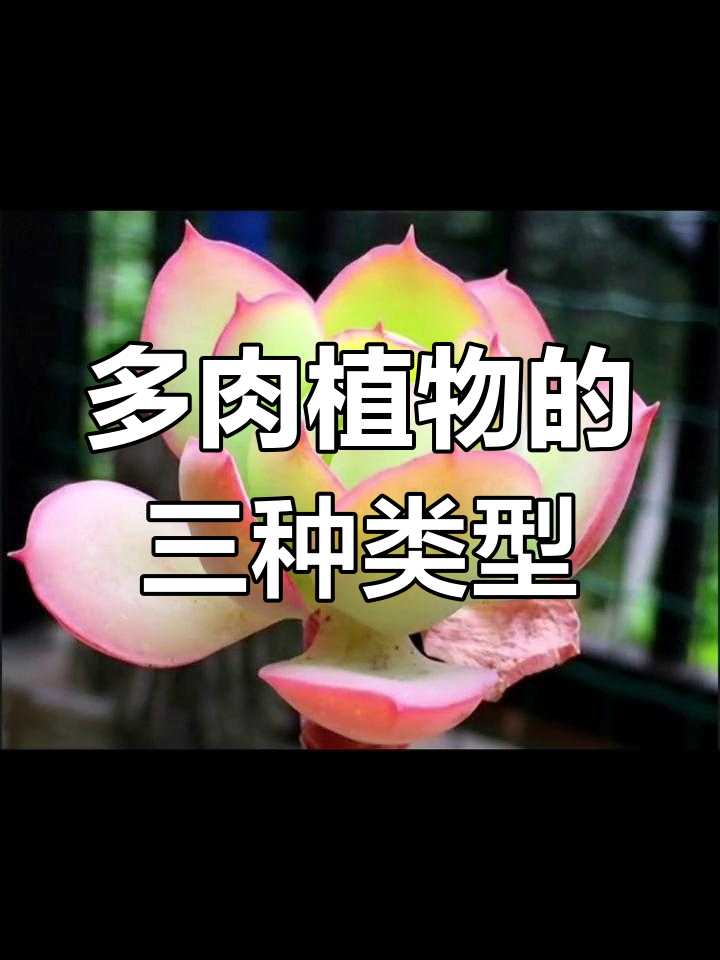 景天科多肉植物:鸡蛋、玉莲与碧桃