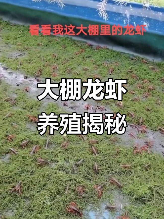 谁说大棚养不出小龙虾?看看我的成果吧!