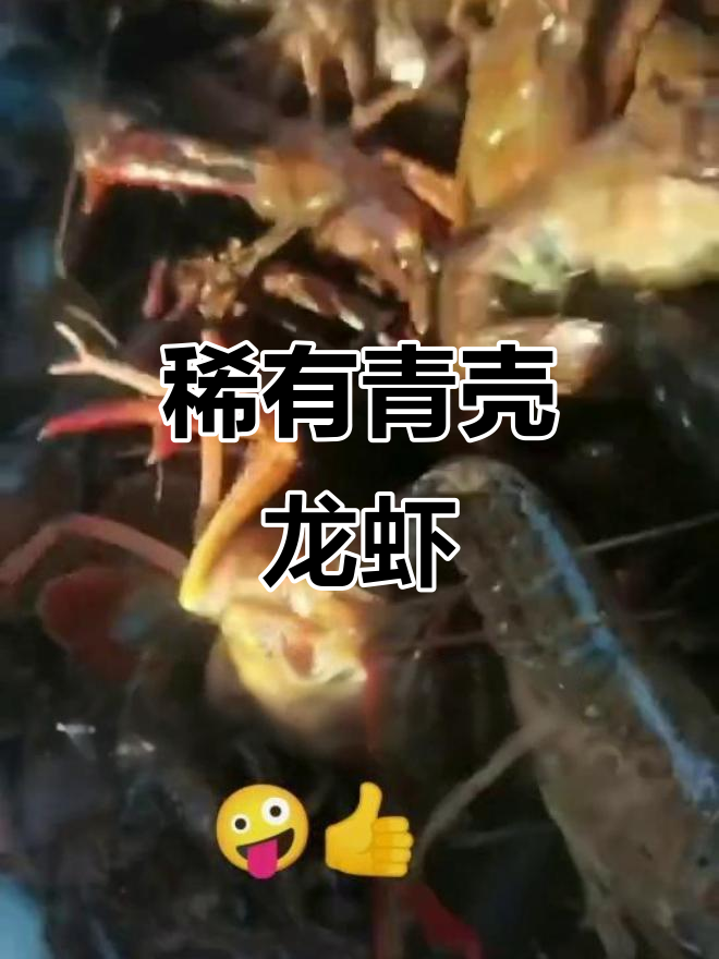 独特青壳小龙虾，拆迁时捡到的小宝贝