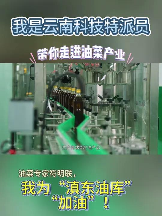 给它“一捧”油菜苗,它还你一个“大油田”!来看罗平油菜为“滇东油库”上大分!