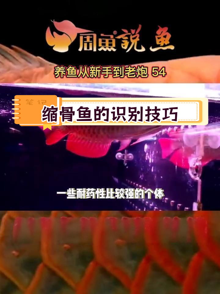 如何区分缩骨鱼与自然身形龙鱼