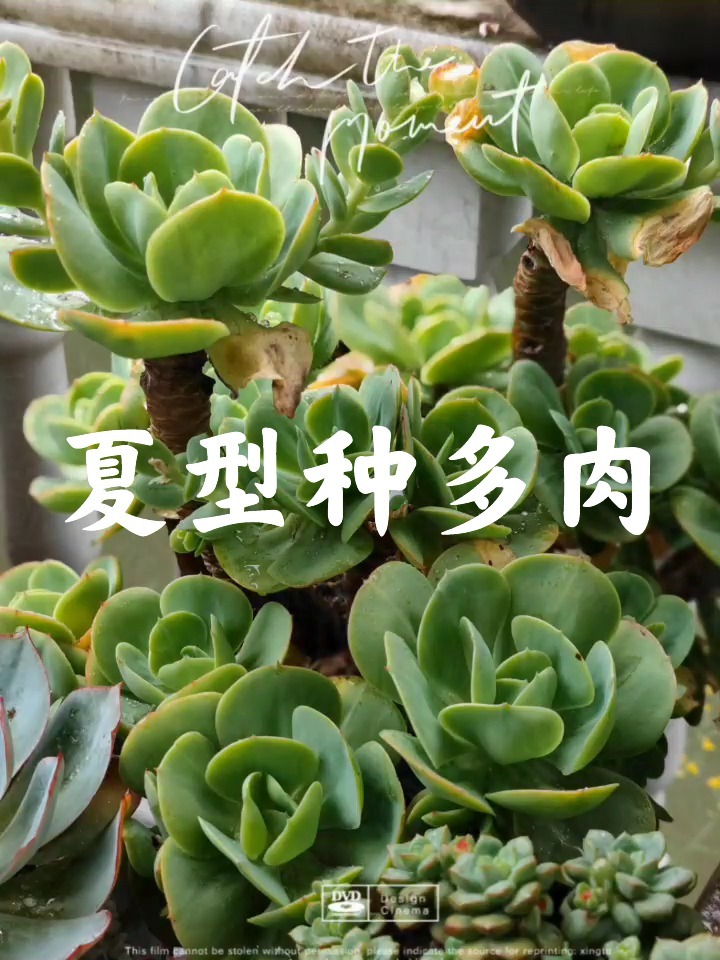 夏型种多肉你还知道哪些呢?