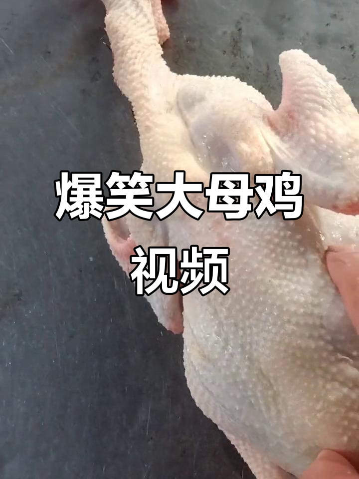 大母鸡的奇葩日常，搞笑又让人捧腹
