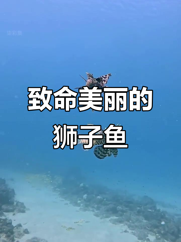 美丽却致命的狮子鱼,海洋中的隐秘杀手