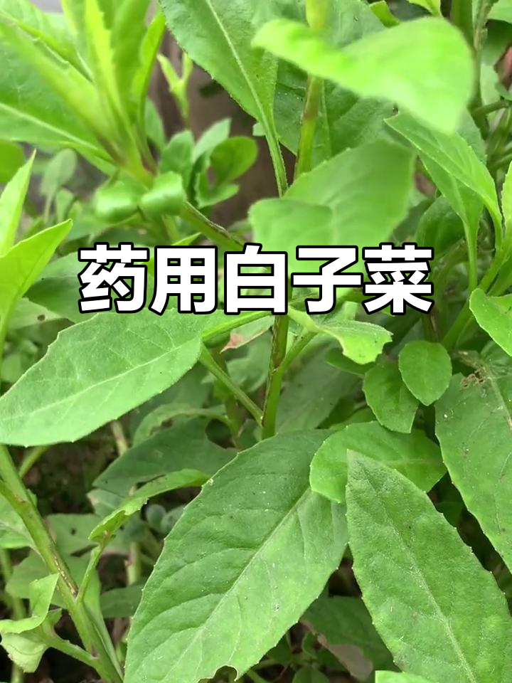 白子菜,菊科草本植物,药食两用,具有多种保健功效