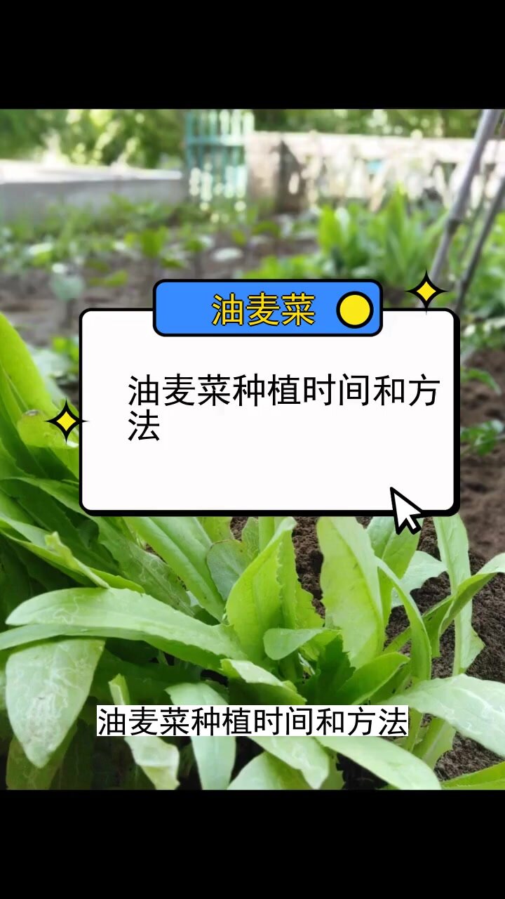 油麦菜种植时间和方法