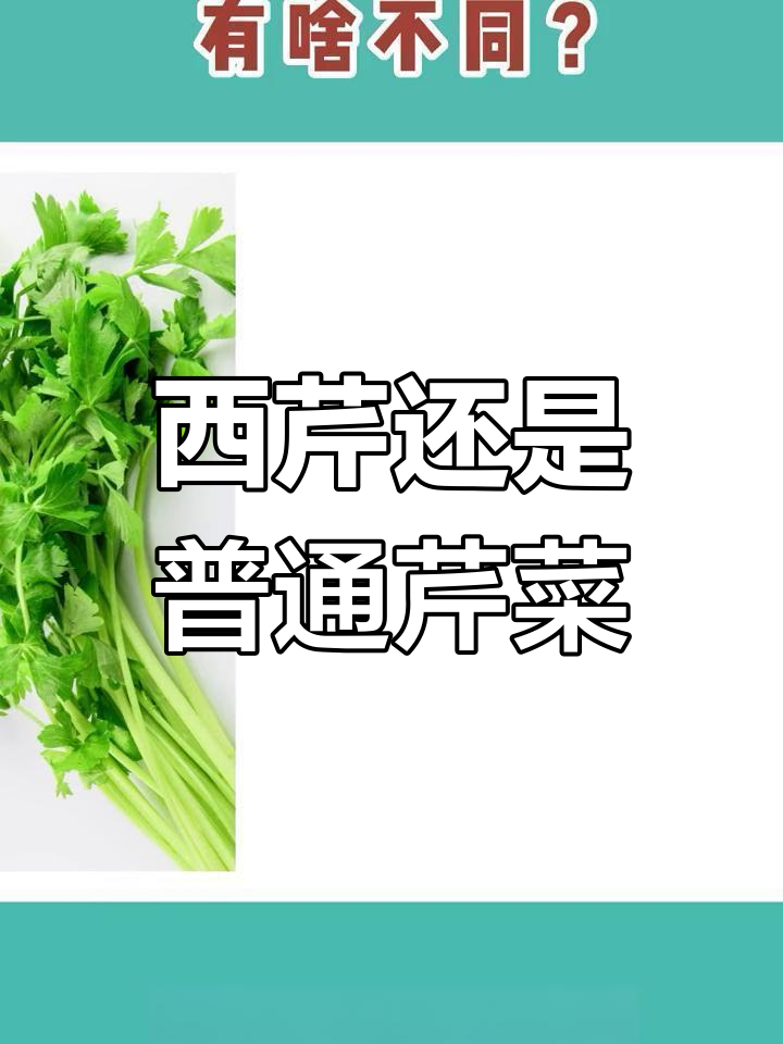 芹菜与西芹的营养差异,哪个更适合你?