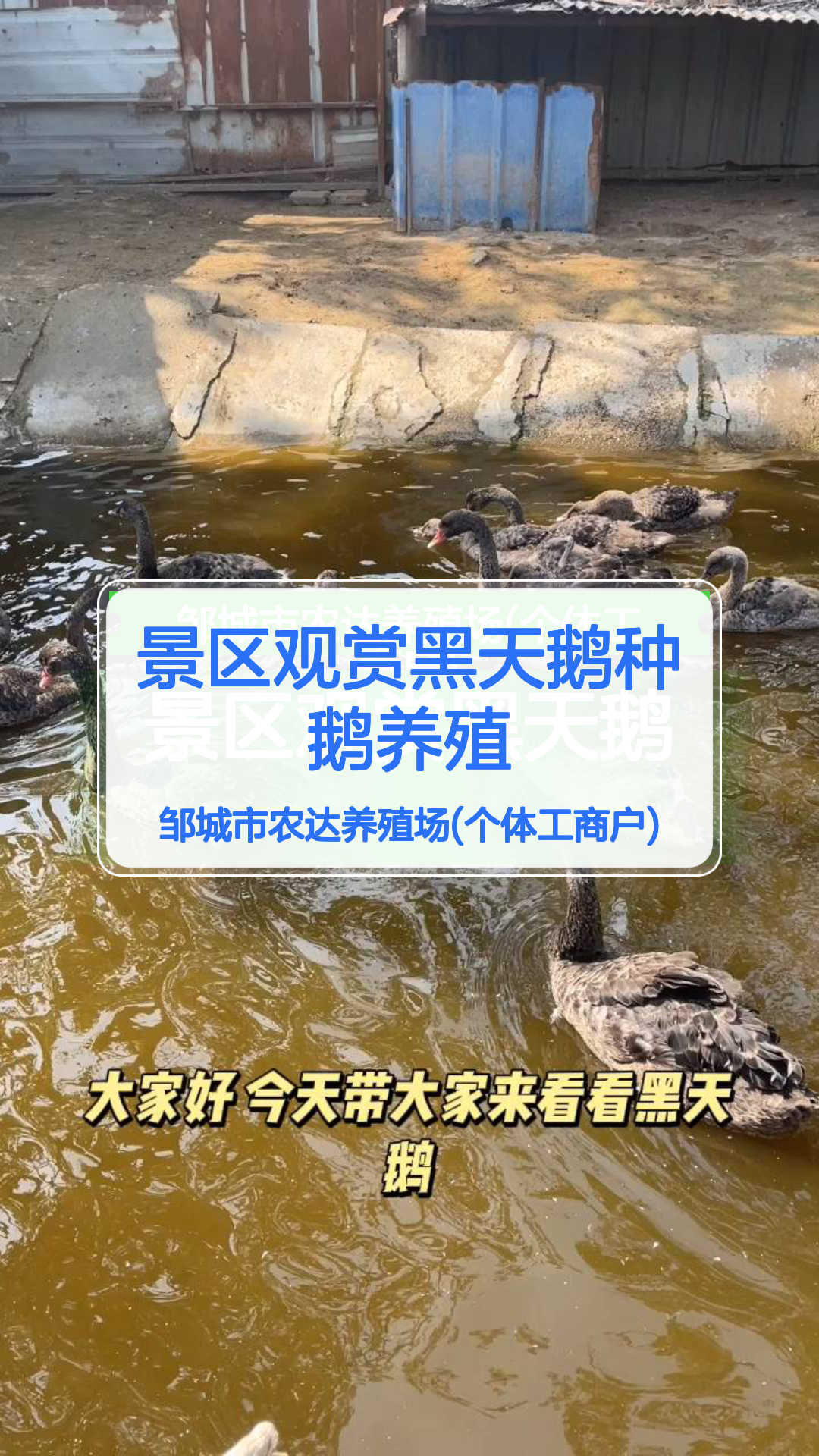 景区观赏黑天鹅种鹅养殖黑天鹅苗