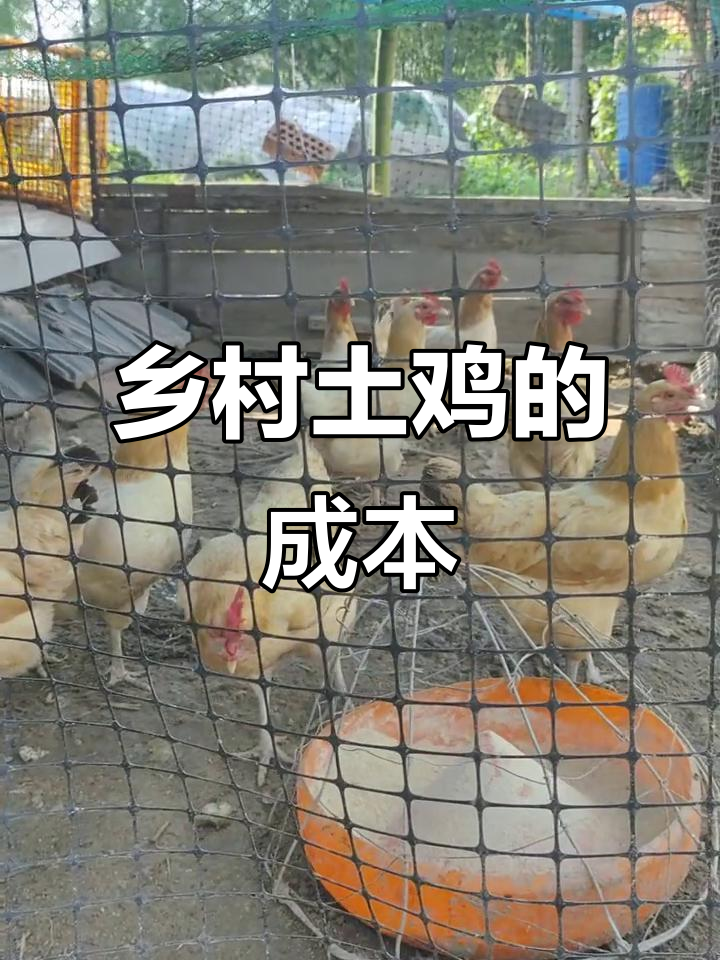 农村散养土鸡，为何村民不卖？成本揭秘