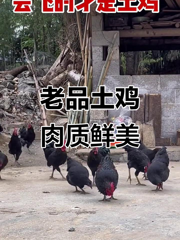 土鸡活力满满,老品种味道绝佳,吃过的都说好!
