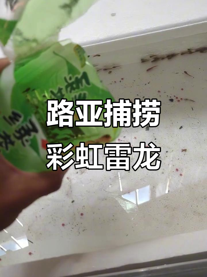 广州路亚钓雷龙鱼,小鱼苗成长记