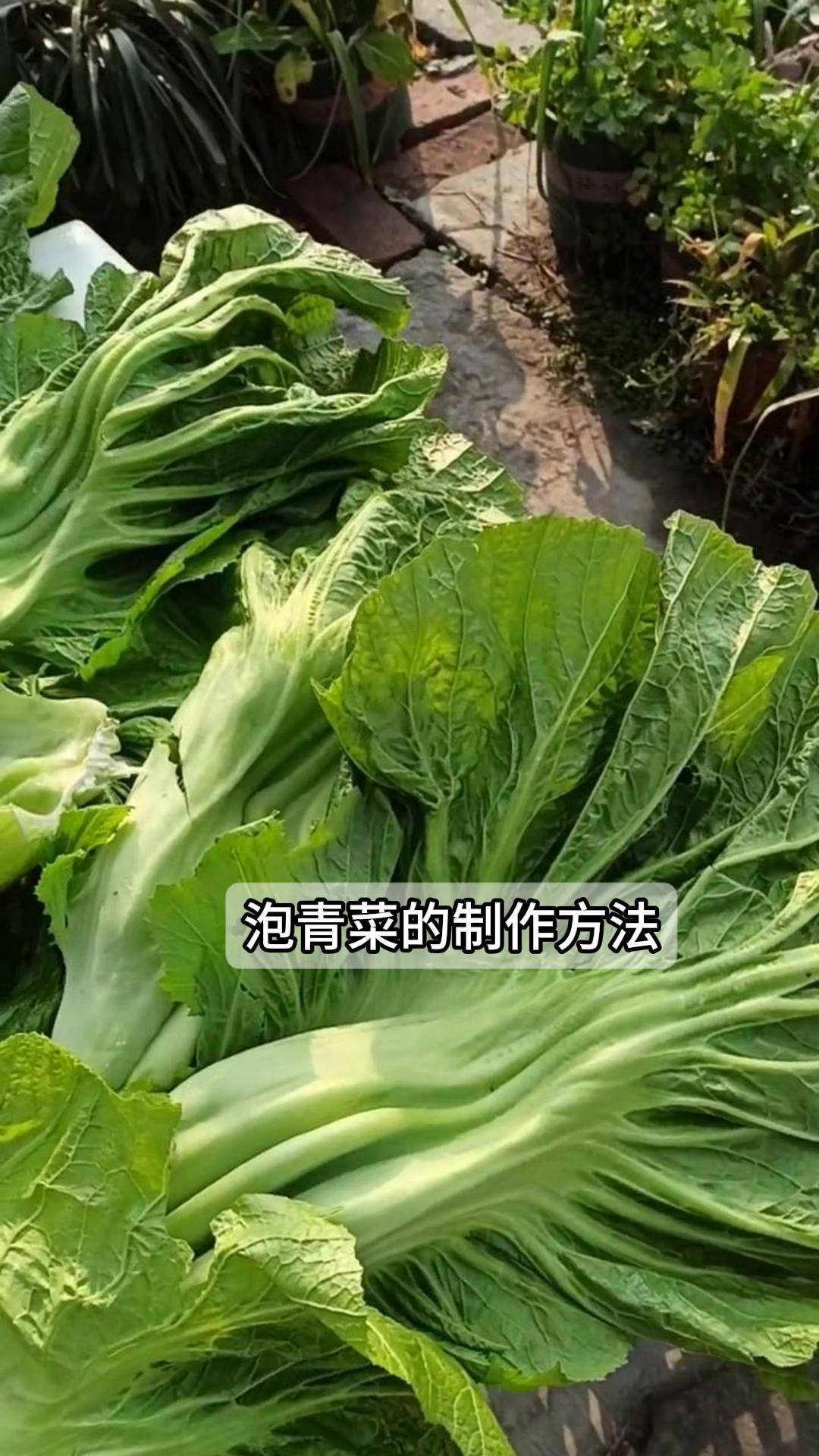 泡青菜的制作方法