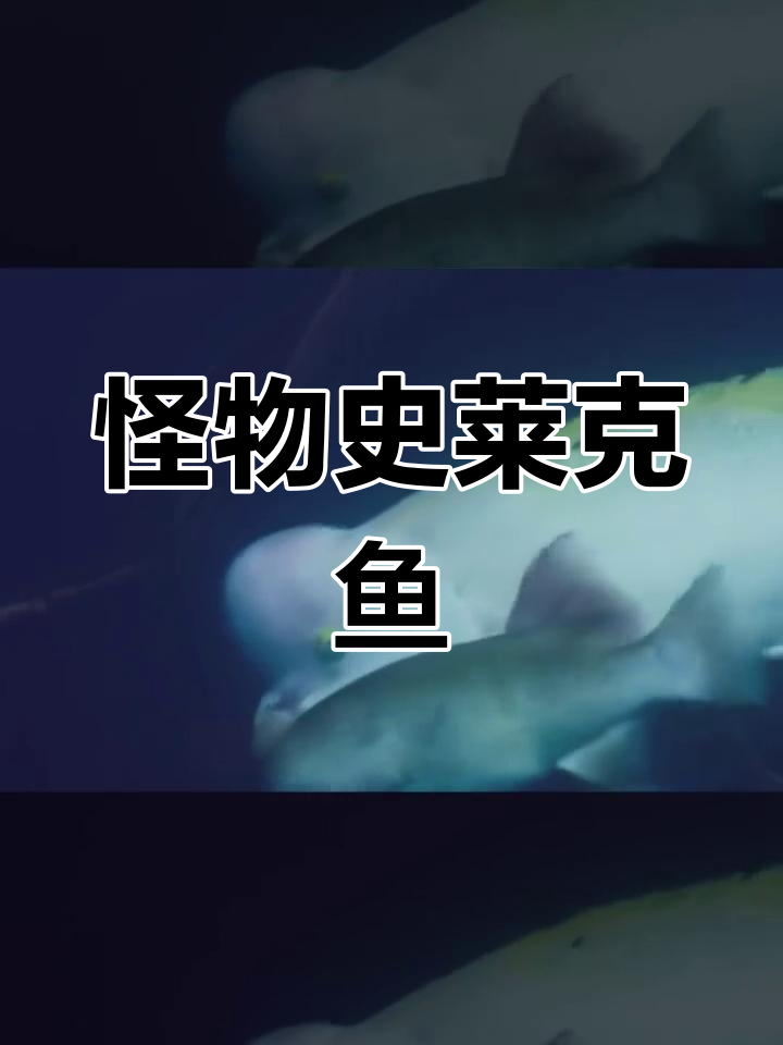 亚洲羊头濑鱼:独特的求偶方式与饮食习惯