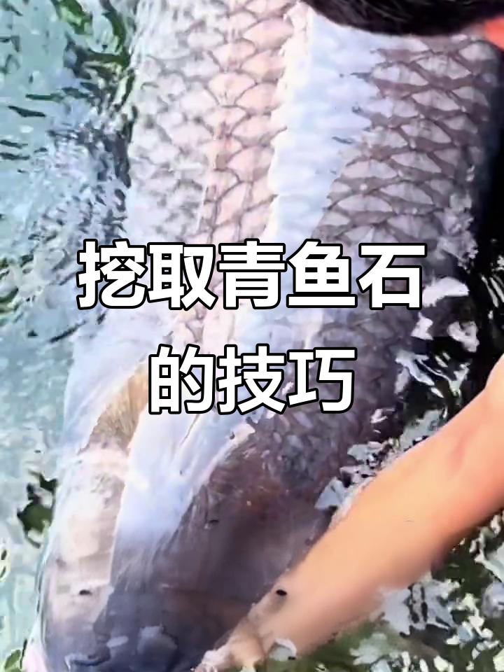 如何正确取出青鱼石?教你简单步骤制作吊坠