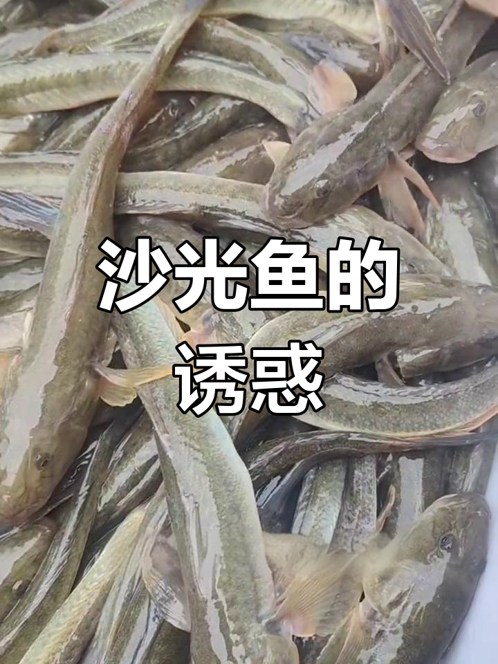 沙光鱼红烧美味,连云港独特风味,吃一次就停不下来!