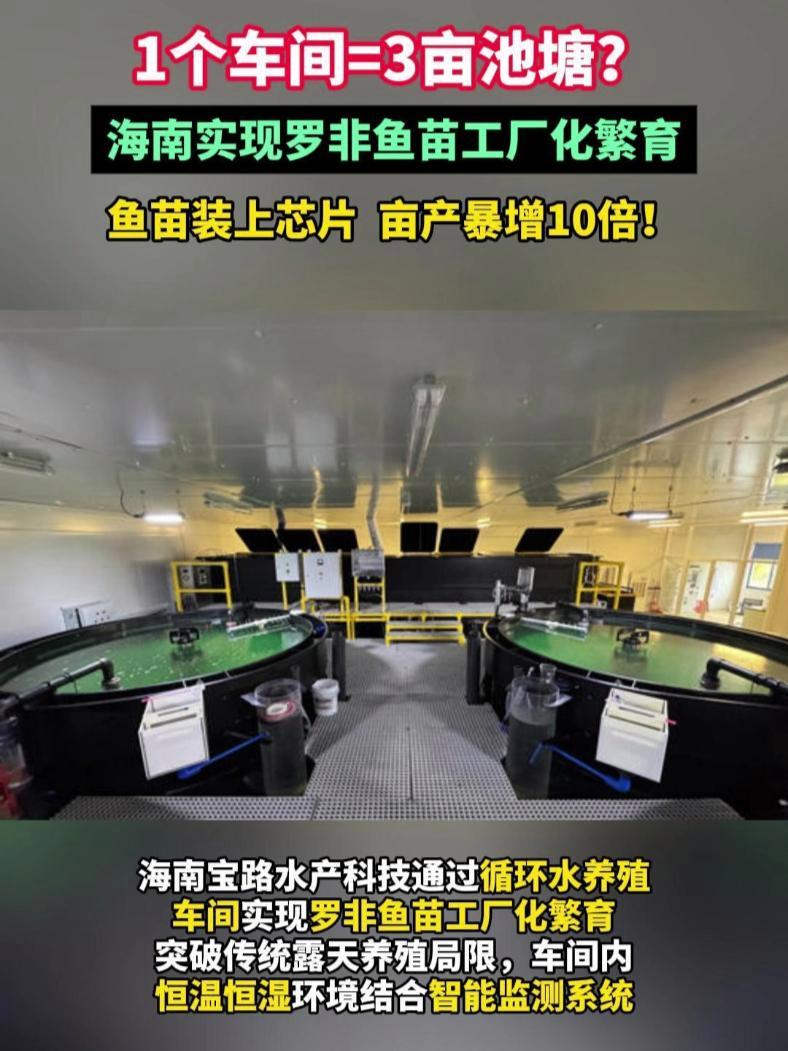 1个车间=3亩池塘?海南实现罗非鱼苗工厂化繁育,鱼苗装上芯片亩产暴增10倍!罗非鱼 循环水