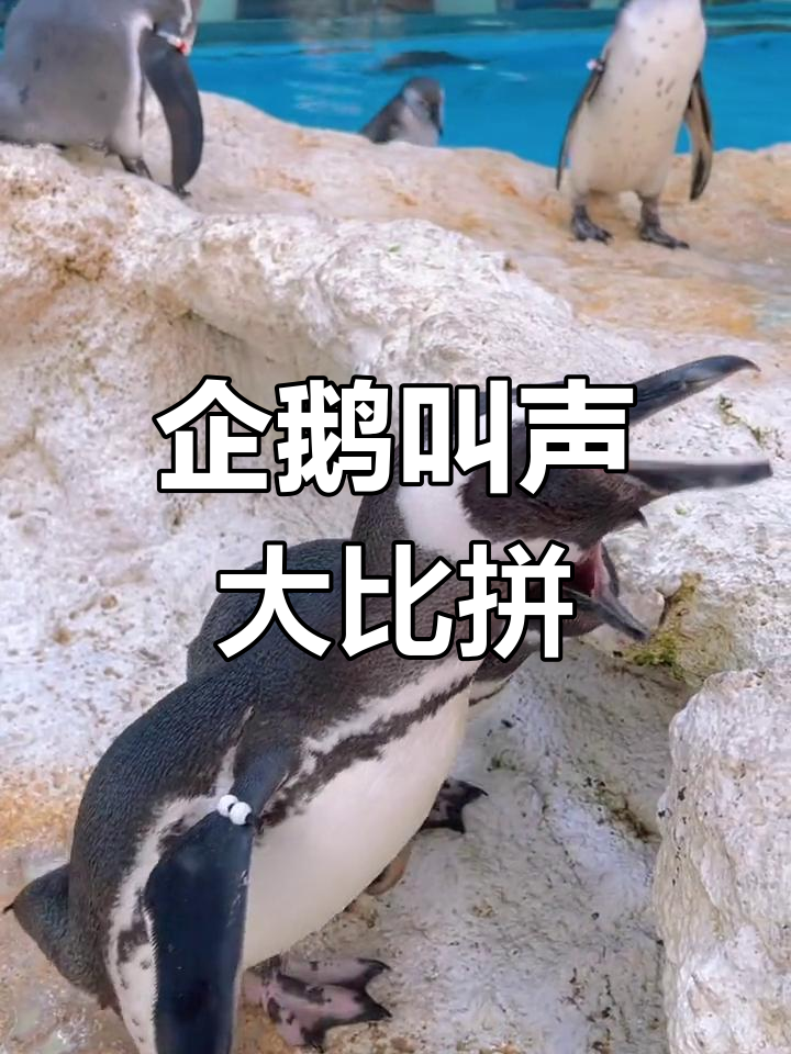 你能分辨出企鹅夫妻与单身汉的叫声吗?