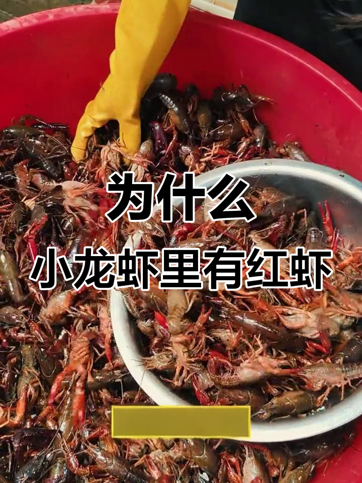 小龙虾青虾为何有红虾?挑选小龙虾的技巧揭秘