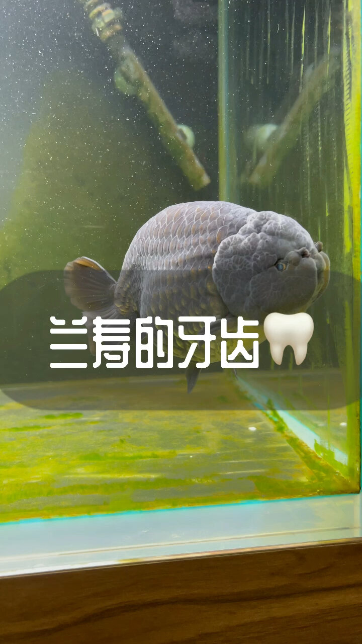 金鱼的牙齿咽喉齿