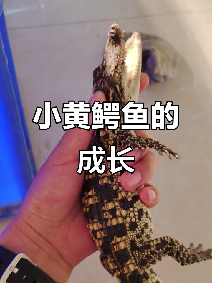 人工养殖鳄鱼,黄点小凶猛!