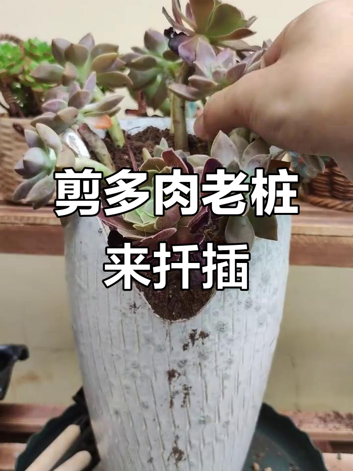 多肉老桩扦插技巧大揭秘,轻松玩转多肉花园