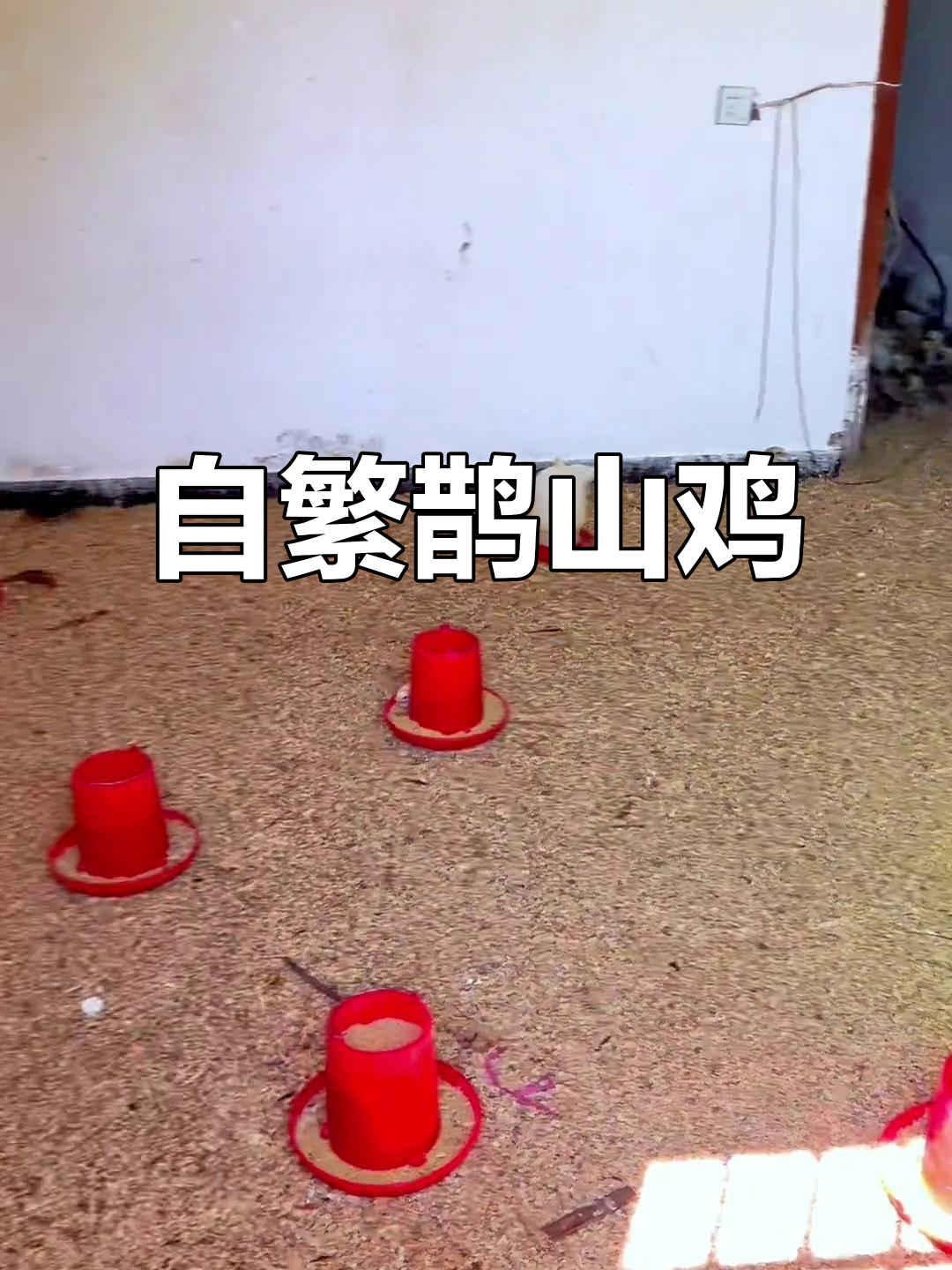 纯种鹊山鸡小鸡,自繁自养乐趣多