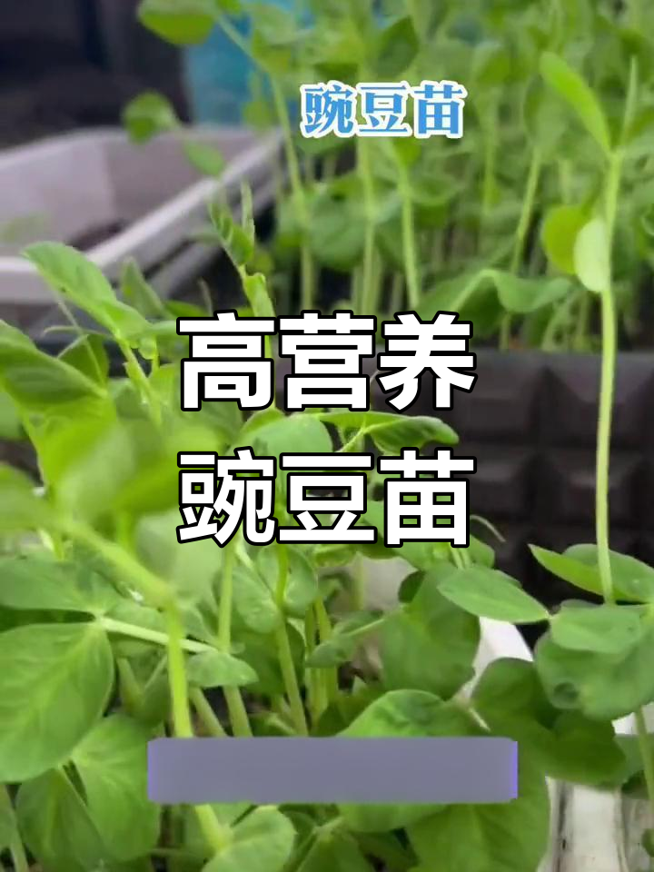 豌豆苗的营养价值与种植方法