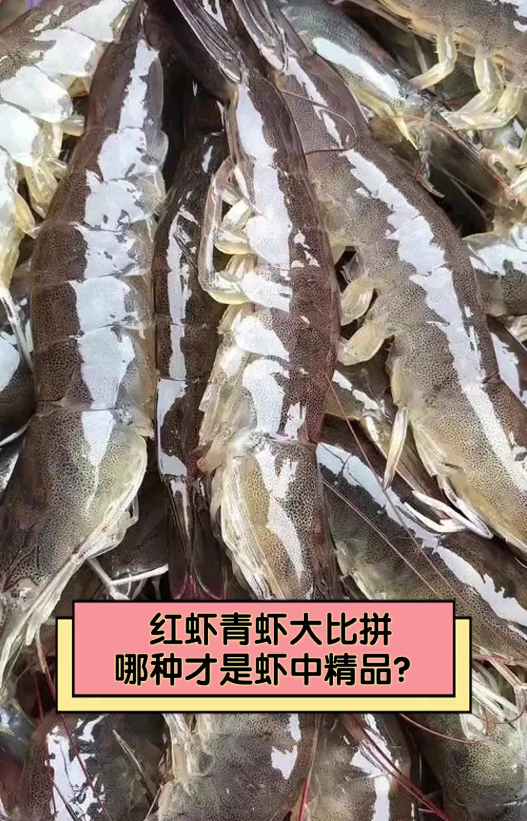 红虾青虾大比拼,哪种才是虾中精品?
