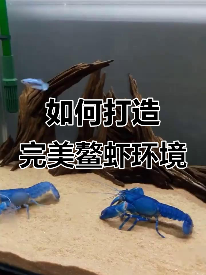 鳌虾造景全攻略:石头、底沙与灯光设置技巧