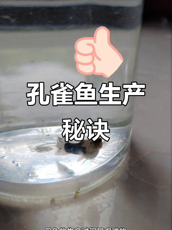 孔雀鱼一胎能生多少?隔离是关键,避免小鱼被吃