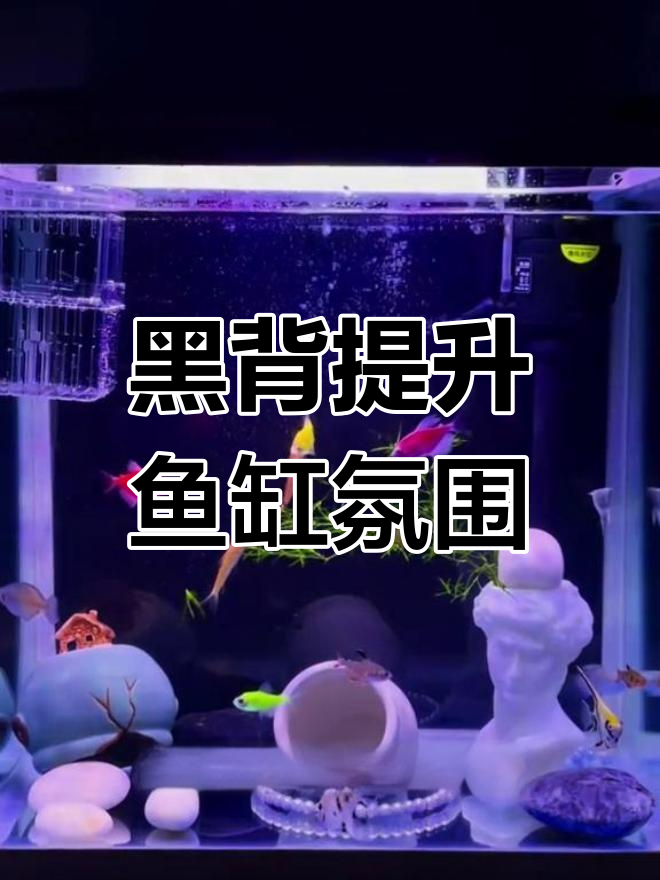 黑色背景让鱼儿自在游动,鱼缸更显高端