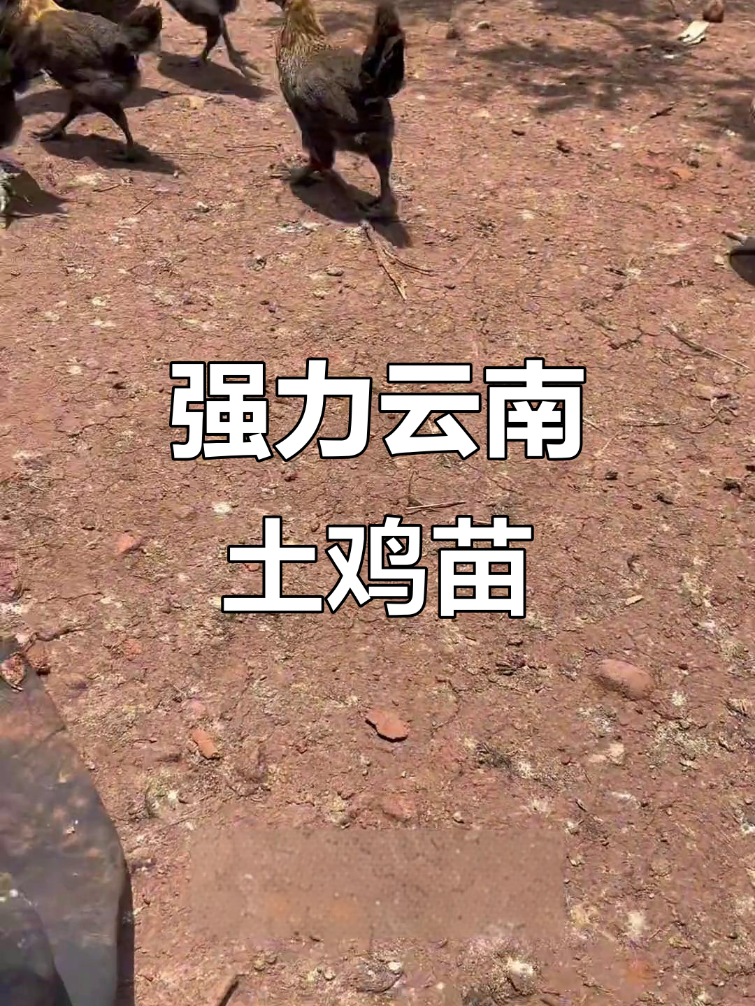 云南老品种土鸡苗,黑脚细腿强健有力