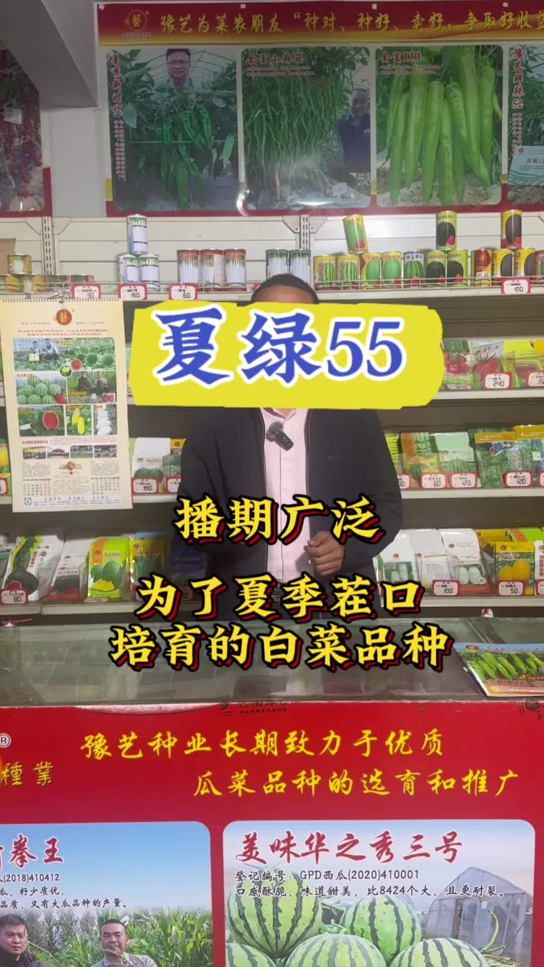 夏绿55-早熟耐热白菜,一个为了夏季茬口而选育的白菜品种!三农 耐热白菜 农业种植
