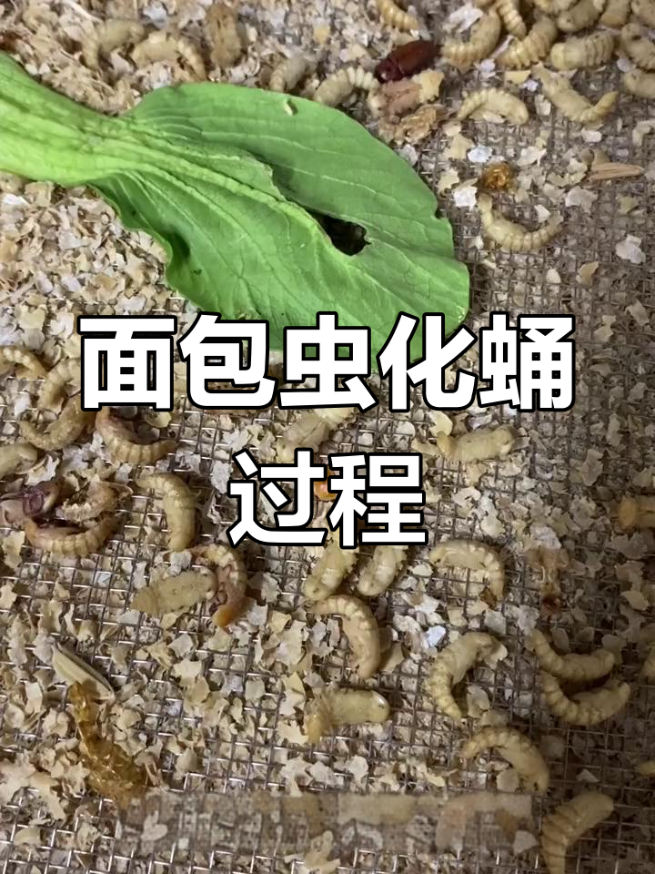 面包虫脱壳成甲壳虫,成功孵化