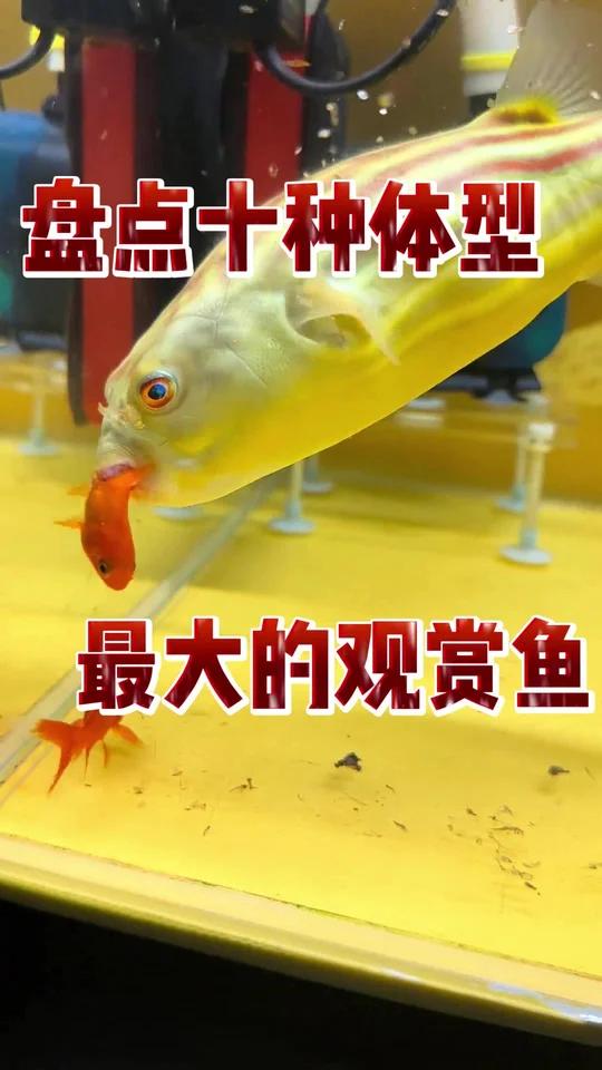 盘点十种体型最大的观赏鱼
