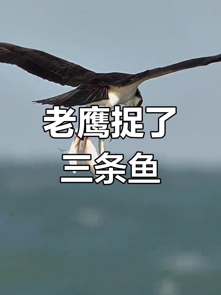 老鹰抓鱼大作战,三条小鱼能逃脱吗?