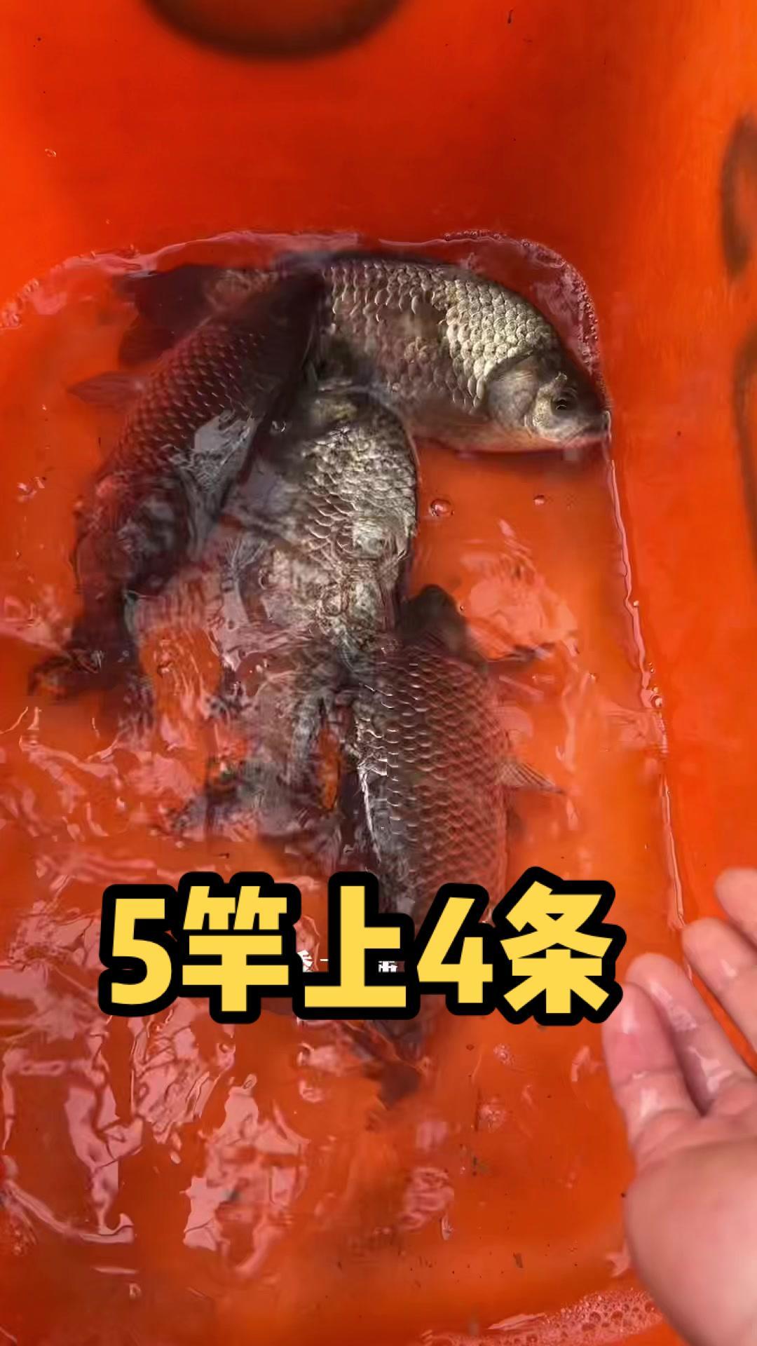钓鱼人就是这么疯狂 钓鱼的乐趣只有钓鱼人懂 冬天鲫鱼饵料配方 冬季爆护必备千里香