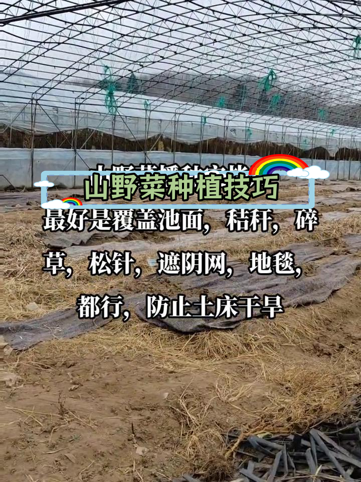 东北山野菜种植全攻略:紫杆大叶芹、老山芹种植技术