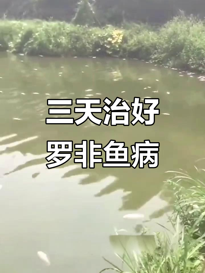 鱼烂身出血?三天治愈法揭秘